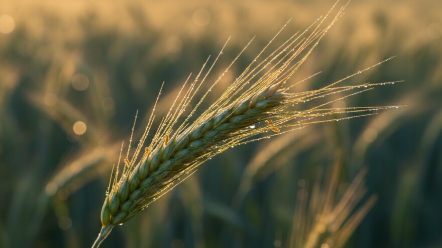 Zaštita od bolesti klasa i žitnoga balca