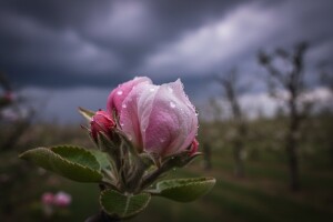 Zaštita od čađave krastavosti i pepelnice