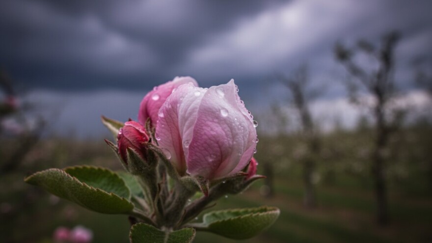 Zaštita od čađave krastavosti i pepelnice