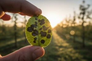 Zaštita od krastavosti lista jabuke