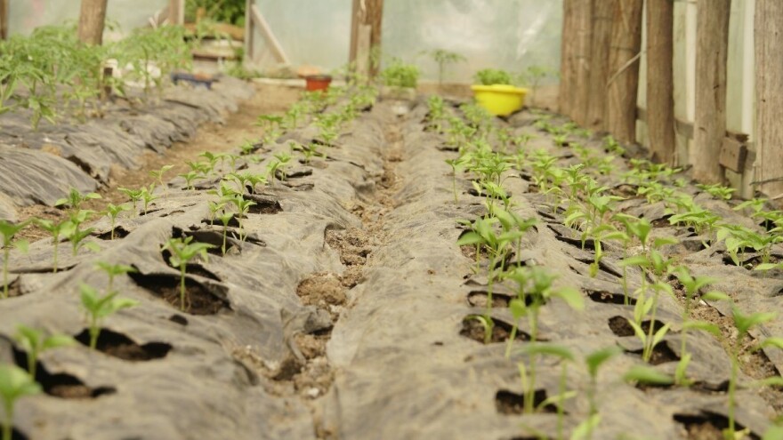 Uspeh u borbi protiv plamenjače određuje vreme i način primene preparata
