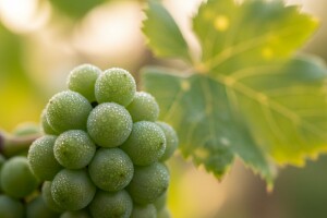 Zaštita od plamenjače u fazi zatvaranja bobica!