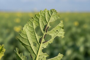 Zaštita od repičine ose!