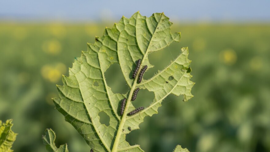 Zaštita od repičine ose!
