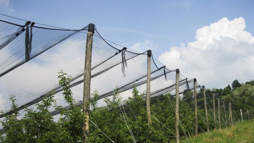 267 tisuća kuna za rekonstrukciju voćnjaka