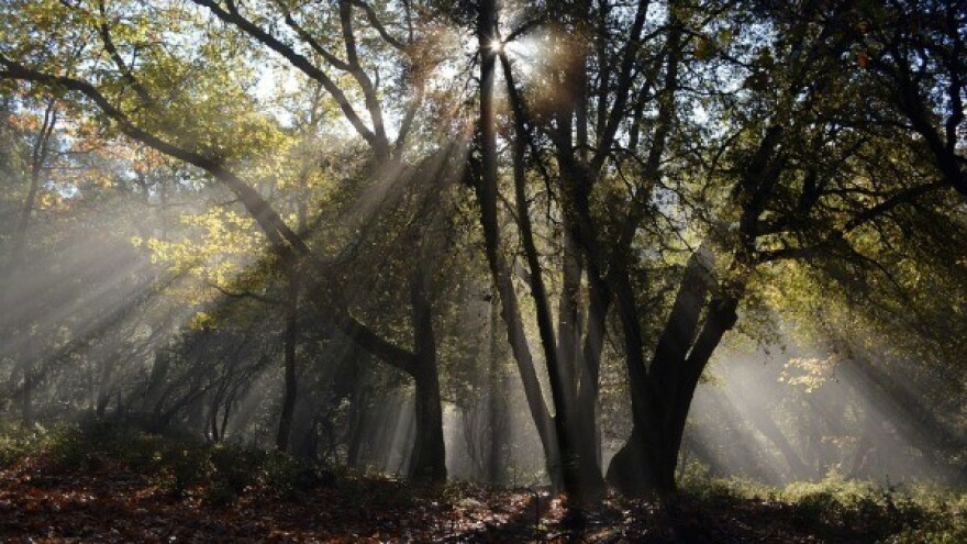 Set izmena ekoloških zakona uskoro pred Vladom