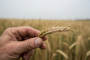 Zaštita ozimih i jarih žitarica