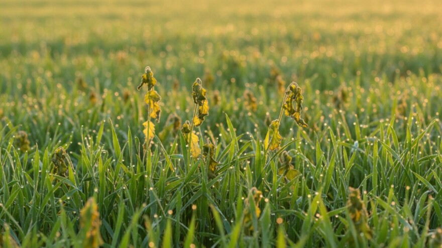 Zaštita ozimih žitarica i uljane repice od korova