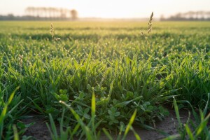 Zaštita ozimih žitarica od korova