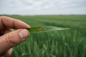 Zaštita ozimog ječma i pšenice