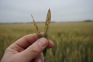 Zaštita ozimog ječma od pjegavosti