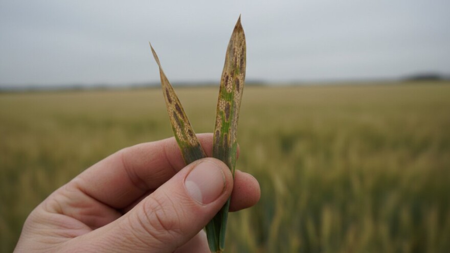 Zaštita ozimog ječma od pjegavosti