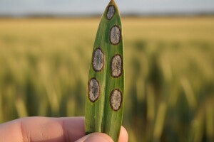 Zaštita ozimog ječma od sive pjegavosti