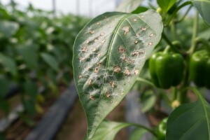 Zaštita paprike od plamenjače i plijesni