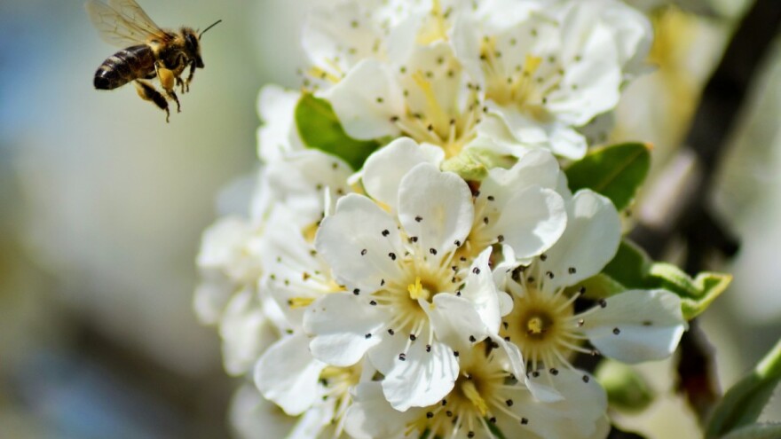 Ugrožavate pčele ako se ne držite pravila prskanja voćaka i korova