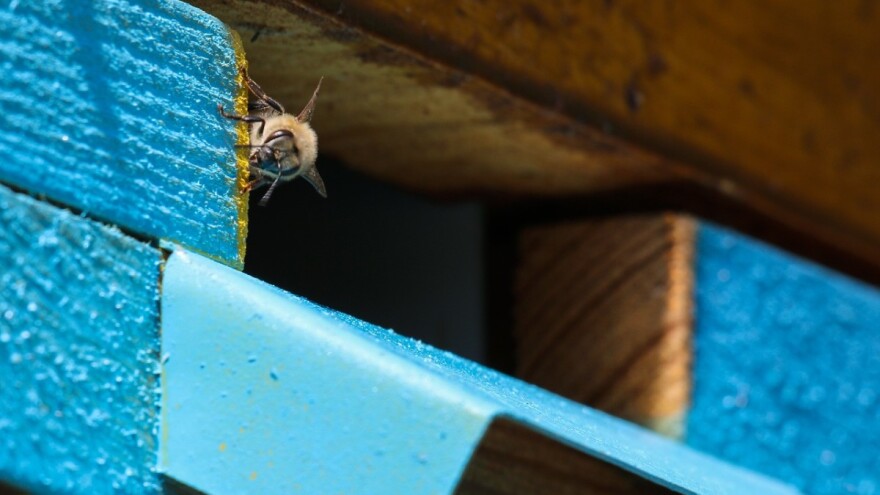 Kreće zaprašivanje komaraca, zaštitite pčele i gospodarstva
