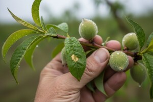 Zaštita plantažnih nasada breskve, nektarine, trešnje i šljive