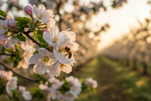 Zaštita plantažnih nasada jabuka i krušaka