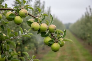 Zaštita plantažnih nasada jabuke i kruške