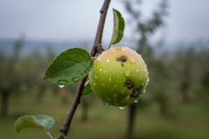 Zaštita plantažnih nasada jabuke i kruške