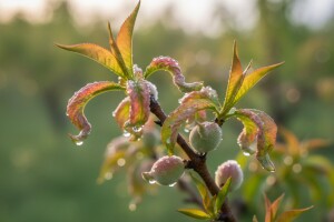 Zaštita plantažnih nasada koštičavog voća