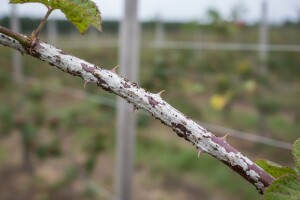 Zaštita plantažnih nasada kupina, malina i lijeske