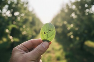 Zaštita plodova i lišća jabuke