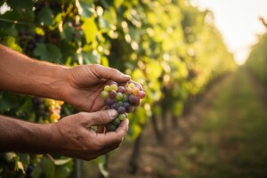 Zaštita podravskih vinograda