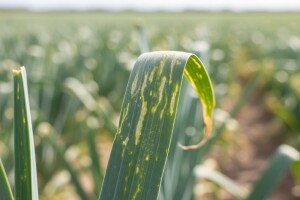 Zaštita poriluka od štetnih organizama