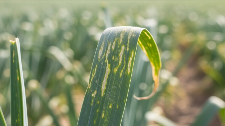 Zaštita poriluka od štetnih organizama