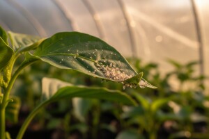 Zaštita povrća na vrtnim gredicama