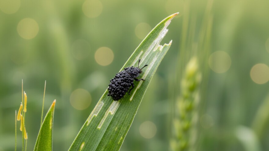 Zaštita pšenice od crvenog žitnog balca