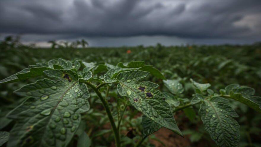 Zaštita rajčice i krumpira