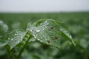 Zaštita rajčice i krumpira