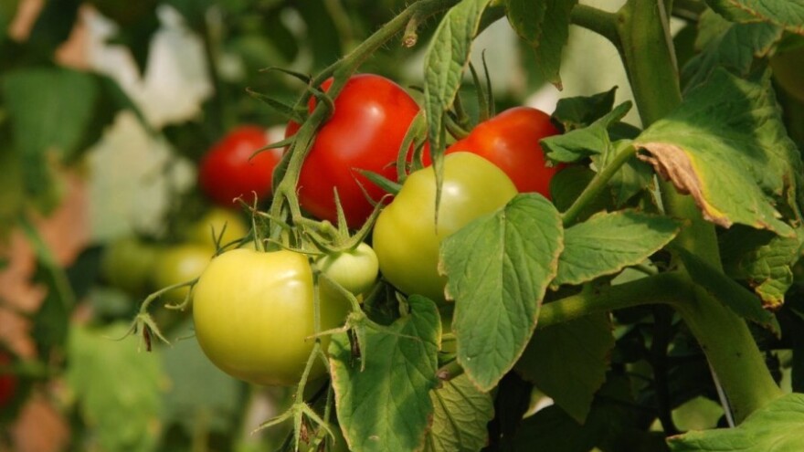 Prije pljuskova zaštitite krumpir i rajčicu