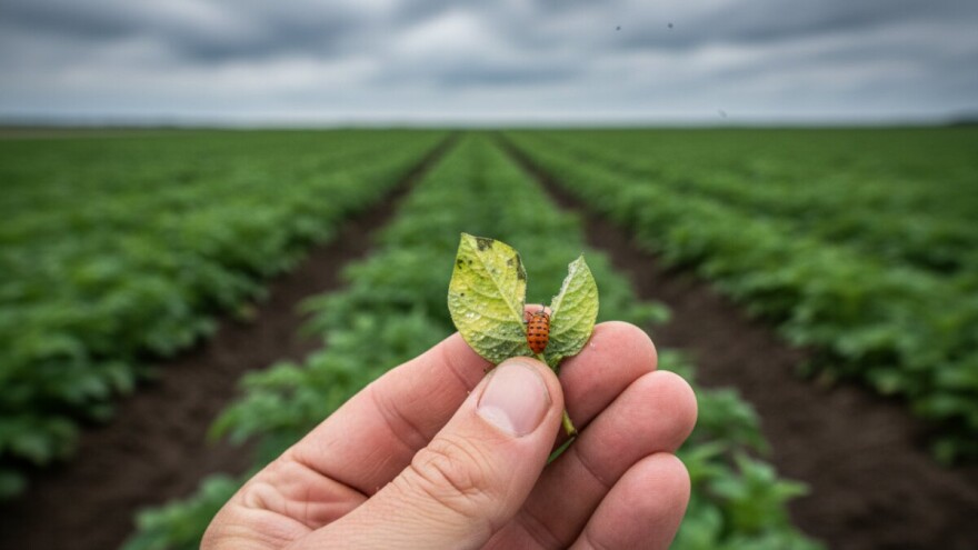 Zaštita ranih sorti krumpira