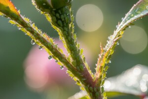 Zaštita ruža od lisnih ušiju