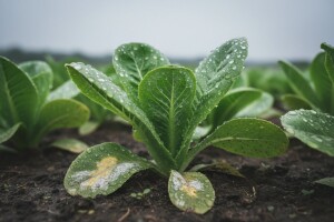 Zaštita salate od plijesni i truljenja