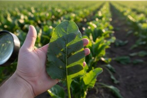 Zaštita šećerne repe od cerkospore!