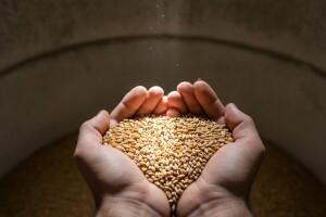 Zaštita silosnih prostora i žitarica od štetnika