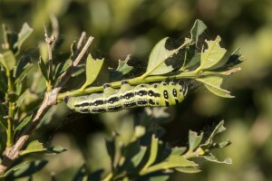 Zaštita šimšira od moljaca