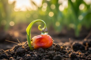 Zaštita sjemena kukuruza Bayer insekticidima