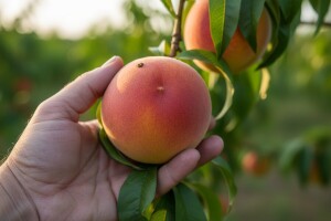 Zaštita šljiva, bresaka i nektarina