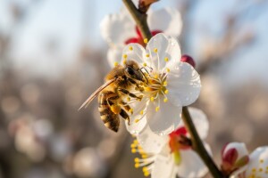 Zaštita šljiva i manjih mješovitih voćnjaka