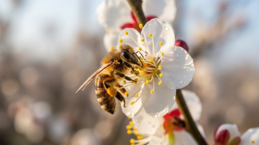 Zaštita šljiva i manjih mješovitih voćnjaka