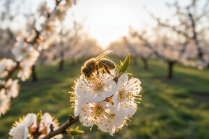 Zaštita šljiva i manjih mješovitih voćnjaka