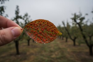 Zaštita šljiva od narančaste pjegavosti