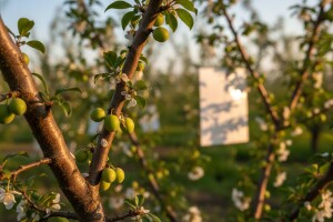 Zaštita šljiva od šljivinih osica