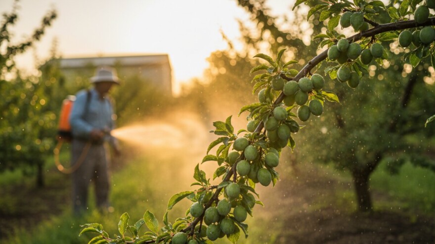 Zaštita šljiva od šljivinih osica
