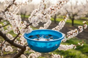 Zaštita šljive i aronije od dlakavih ružičara